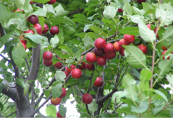 Сливово-вишневый гибрид Prunus domestica х cerasus Maynor