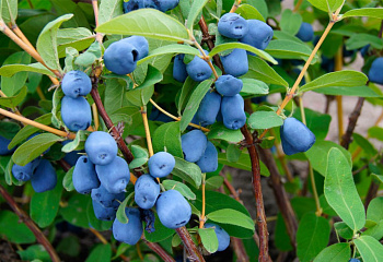 Жимолость съедобная Lonicera edulis Желанная
