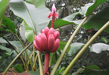 Банан Фиолетовый  Musa banana Velutina 