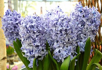 Гиацинт Hyacinthus Blue Eyes 