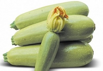 Кабачок Marrow squash Mufasa 
