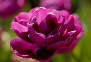 Тюльпан Túlipa Purple Jacket 