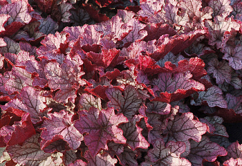 Гейхера  Heuchera Carnival Plum Crazy 
