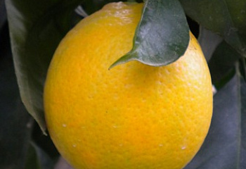 Лимон Citrus limon Vainiglia 