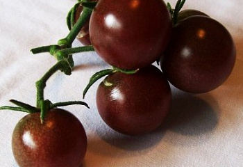 Помидор Тomato Brown Berry 