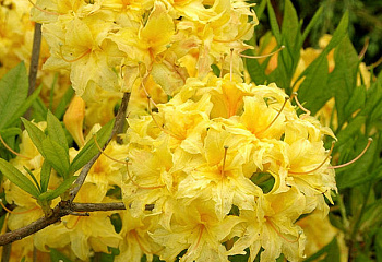 Рододендрон Narcissiflora 