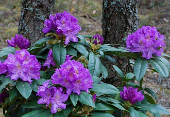 Рододендрон Purpureum Grandiflorum 