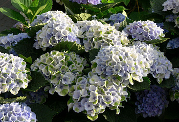Гортензия крупнолистная Hydrangea macrophylla Magical Coral 