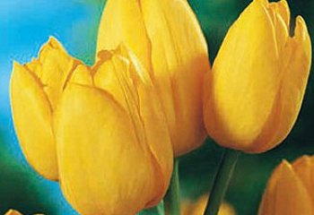 Тюльпан Túlipa Marienthal  