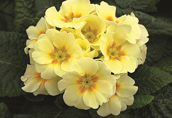 Примула Primula Yellow with Eye 