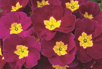 Примула Primula Danova Bicolor Burgundy 