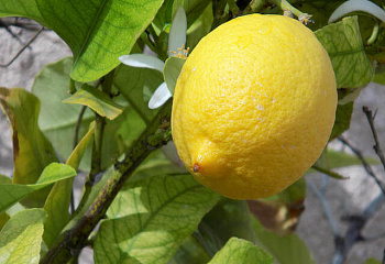 Лимон Citrus limon Anniversary 