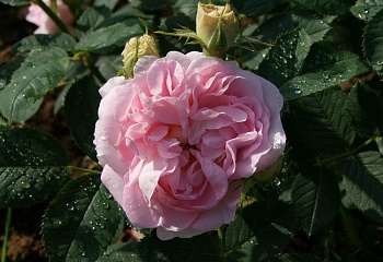 Роза Rósa Maiden's Blush Great 