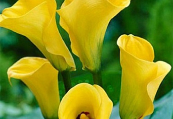 Калла Cаlla Best Gold 