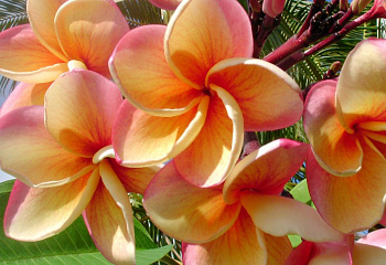 Плюмерия Plumeria India 