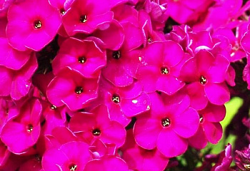 Флокс Phlox Nadia 