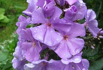 Флокс Phlox Bonny Maid 