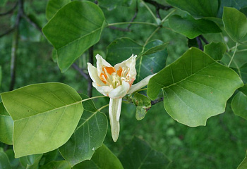 Лириодендрон, или Тюльпанное дерево Liriodendron Integrifolium 