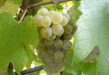 Виноград винный Vitis vinifera Feteasca