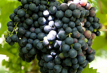 Виноград винный Vitis vinifera Красень