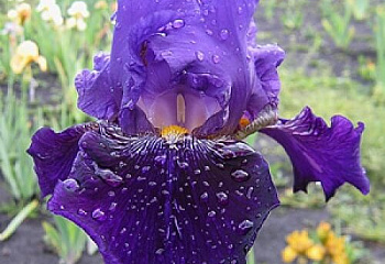 Ирис Íris Hard Day’S Night 