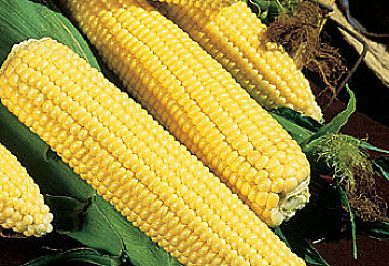 Кукуруза Sweetcorn Thompson Prolific Dent Corn 