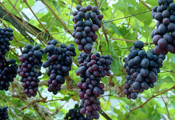 Виноград плодовый Vitis vinifera Pola