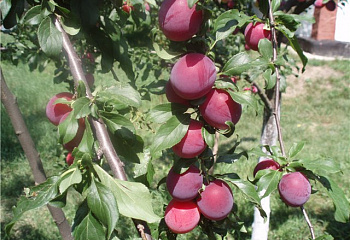Алыча Prunus divaricataм Ариадна