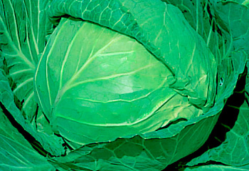 Капуста кочанная Cabbage Suprim Vantaj 