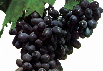 Виноград плодовый Vitis vinifera Prime Seedless