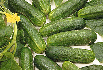 Огурец Cucumber Palace King Hybrid 