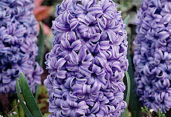Гиацинт Hyacinthus Lord Balfour 