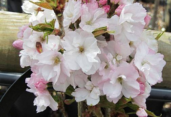 Вишня - сакура Prunus serrulata Amanogava  