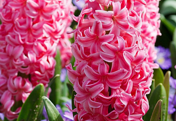 Гиацинт Hyacinthus Rosalia 