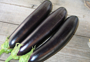 Баклажан Eggplant Samurai F1 