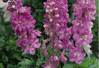 Дельфиниум Delphinium Astolat 