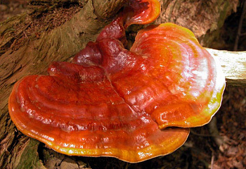 Гриб Трутовик лакированный, или Ганодерма лакированная Ganoderma lucidum 