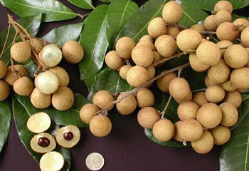 Лонган или Глаз дракона Dimocarpus longana 