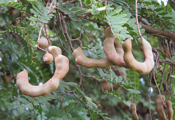 Тамаринд или Финик Индийский Tamarindus indica 