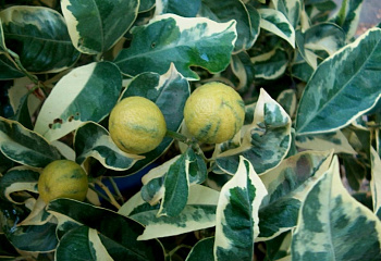 Лимон Citrus limon Foliis variegatis Grabau 