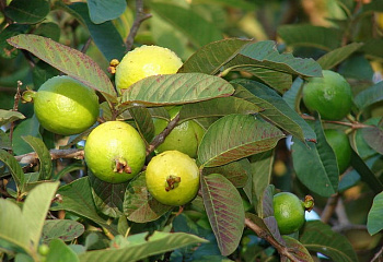 Гуава обыкновенная Psidium guajava Corozal Mixta 
