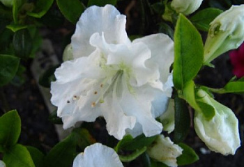 Азалия (рододендрон листопадный) Azalea Eisprincessin 