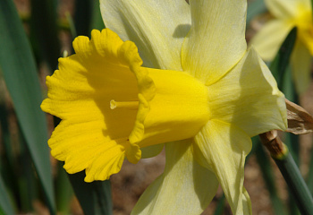 Нарцисс Narcissus Queen of Bicolor 