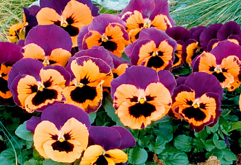 Виола Viola Inspire Purple and Orange 
