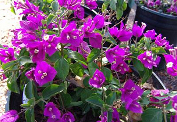 Бугенвиллия или Бумажный цветок  Bougainvillea Royal Purple 