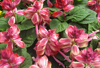 Сальвия Salvia Pink Sundae 