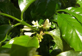 Кофейное дерево Coffee Catura 