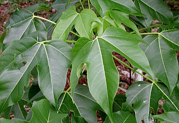 Гирокарпус американский  Gyrocarpus americanus 