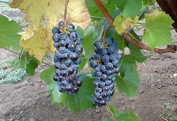Виноград винный Vitis vinifera Leon Millot