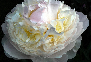 Пион Blush Queen 